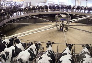 Fair Oaks Farms, Fair Oaks, collects and converts animal manure to biogas that powers their farm and fleet of equipment. In 2016, the farm used 2.5 million gallons less in diesel than in previous years.