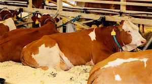 SATISFIED ANIMAL CUSTOMERS The company sells about a million pounds of livestock bedding a week to dairy, beef and poultry operations across the region.