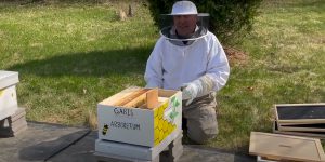 PNW Bees