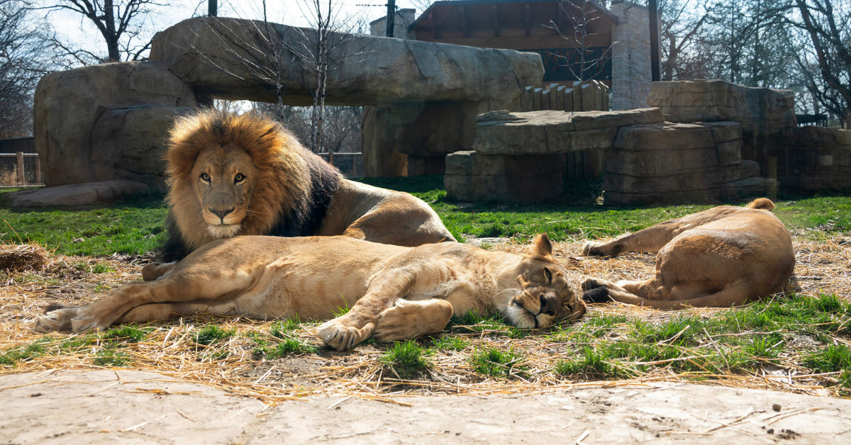 Potawatomi Zoo to open March 29 • Northwest Indiana Business Magazine